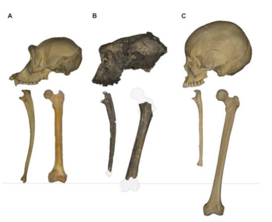 Crania, ulnae, and femora of (left to right): a chimpanzee, Sahelanthropus, and Australopithecus. 