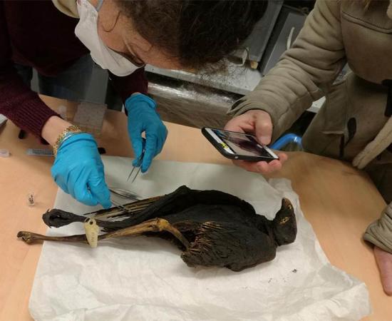 Ancient Egyptians Went Wild for Bird Mummy Offerings