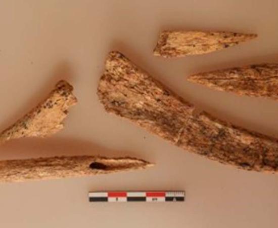 A set of bone tools thought to have been used for bleeding cows.	Source: M.Osypinska/PAP