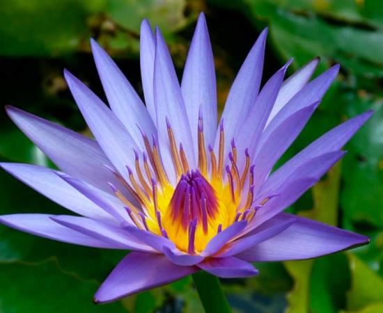 Water lily Nymphaea, known as ‘blue lotus’. Source: Public Domain