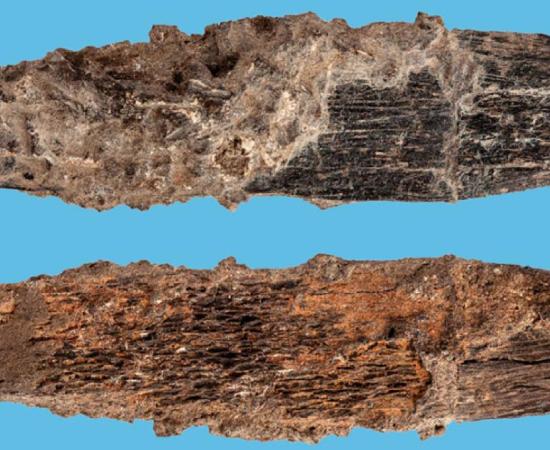 Bone knife from Morocco oldest attributed to Aterians. Source: © Trustees of the Natural History Museum, London (2018), S. Bello and  Mohammed Kamal (Fotokam, Morocco)