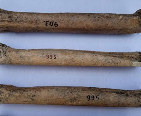 Three of the bone skates found in Russia.