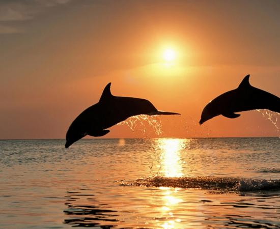 Bottlenose Dolphin, dolphins jumping at sunset. 