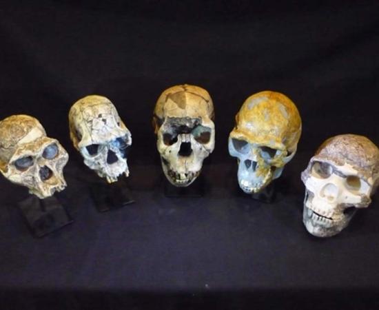 Smarter Brains Are Blood-Thirsty Brains