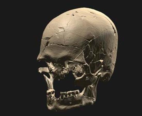 Skull of ‘Luzio’. The investigation that covered four different parts of Brazil carried out analysis of genomic data from 34 fossils, including larger skeletons and the famous mounds of shells and fishbones built on the coast. Source: André Strauss/Nature