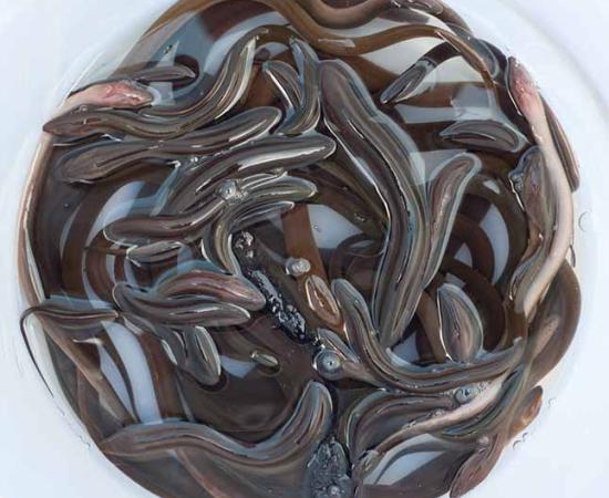 Baby eels used in Vietnamese eel soup. Source: tulpahn / Adobe Stock.