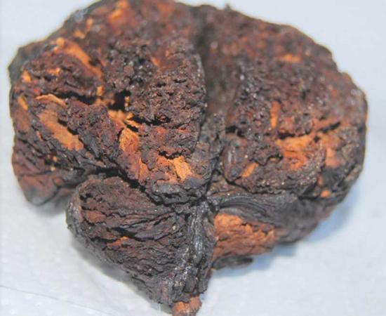 The 4000-year-old brain tissue found in Seyitömer Höyük, Turkey. 