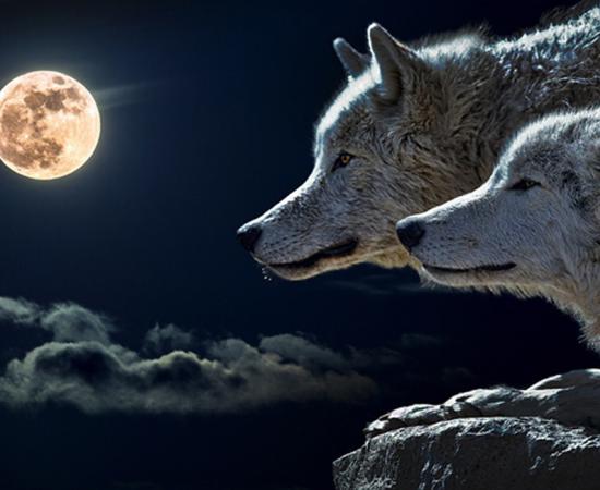 A pair of dogs/wolves and the moon