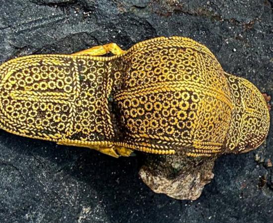 The elaborate1,500-year-old gold brooch discovered in Denmark