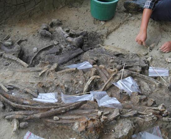 Archaeologist at uncovering bones at the Kalinga site. 