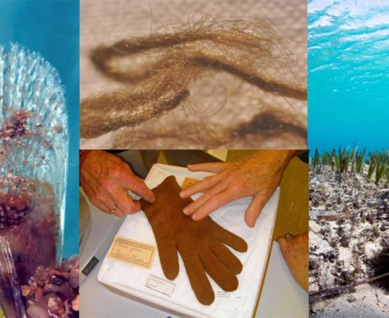 Byssus, Secrets of a Shining Sea Silk Loved by Ancient Cultures