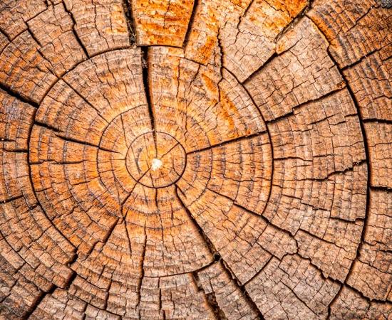 Tree rings. Source: tomeyk / Adobe Stock.