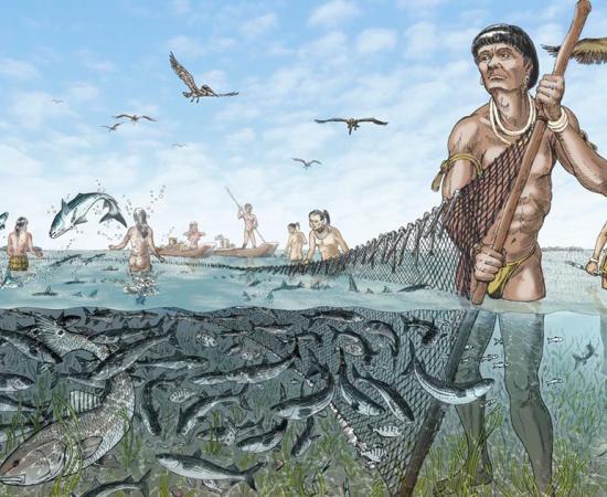 Once the Calusa captured fished, they were likely harvested with seine or dip nets or speared, said archaeologist William Marquardt. Source: Florida Museum / Merald Clark
