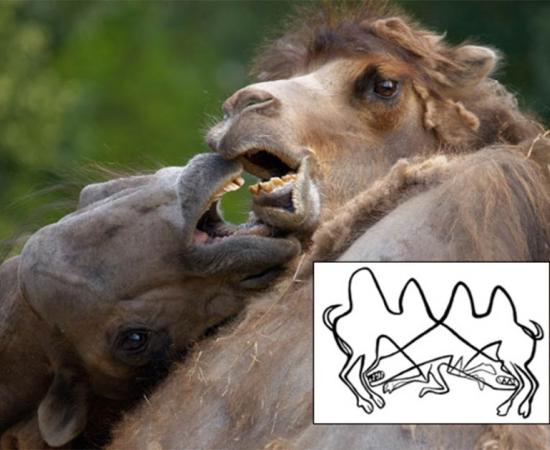 Main: Camels fighting. Credit: fraenzken / Adobe Stock. Inset: Camel etchings show fighting camels which could represent the mating season. Credit: Yuri Esin