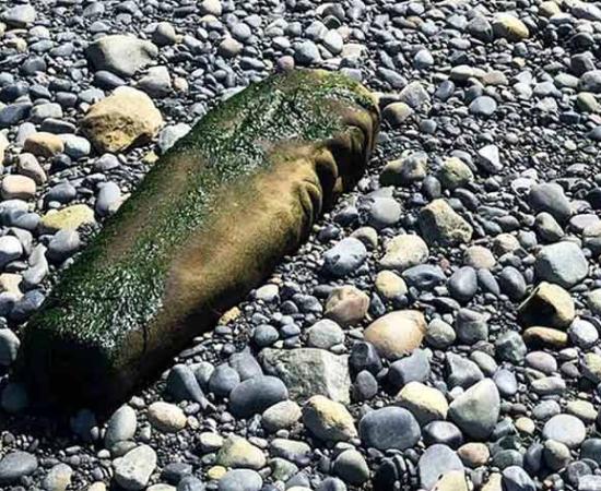 Beached Canadian Artwork Sparks Controversy