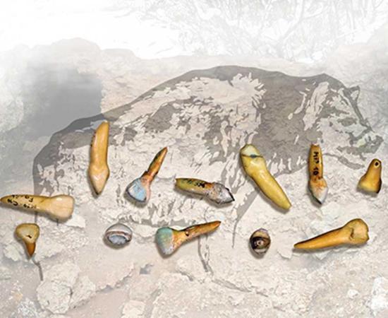 Hyena and Neanderthal teeth on hyena background.