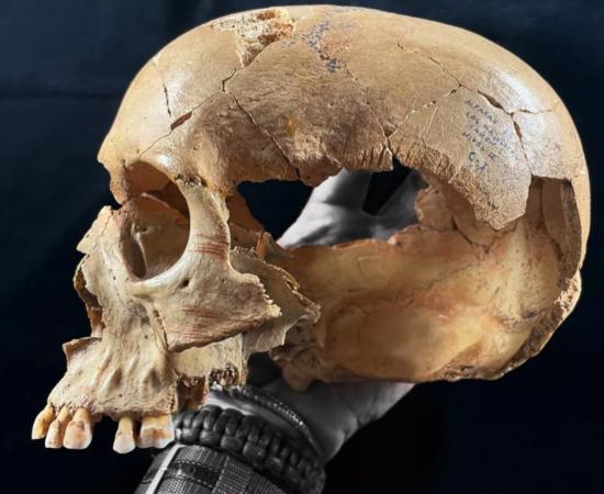 Adult skull from the Majolicas Cave with cut marks, indicating cannibalism in Neolithic Iberia