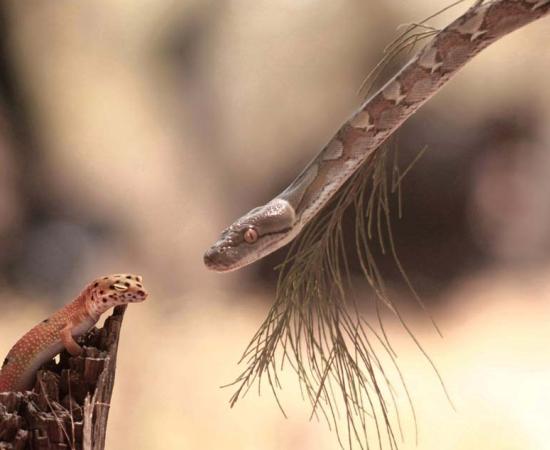 Caribbean Animal Extinctions Began With The Conquistadors, Says Study