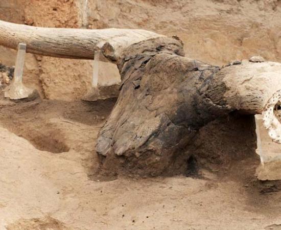 Uncovered bulls head from the northeast platform in building 77 at Çatalhöyük. Source: Çatalhöyük Research Project / CC BY-NC 4.0