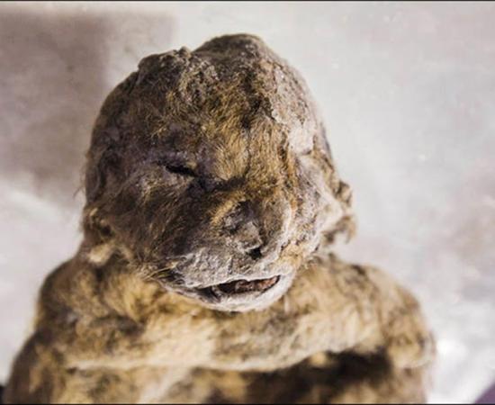 'We managed to take some samples of skin along with the muscle tissue, and we hope that we will find what we want in these samples.'