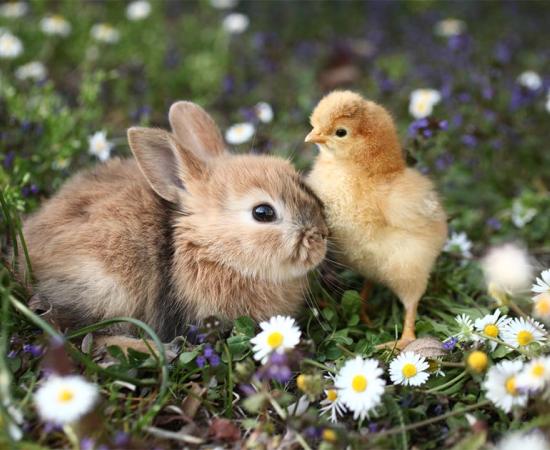 Hares and chickens were revered during the Iron Age. Source: Uros Petrovic / Adobe Stock.