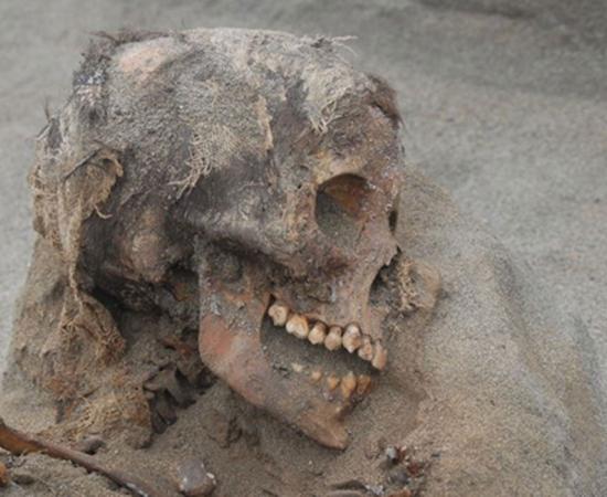 Skull of a child sacrifice at Huanchaquito-Las Llamas in Peru.