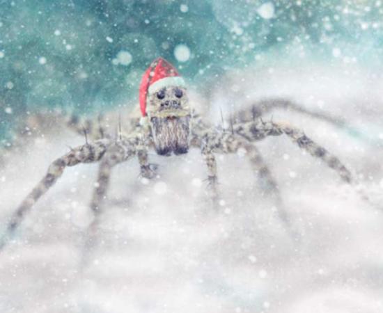 The Legend of the Christmas Spider is a folktale that dates back hundreds of years from German and Ukrainian origin. Source: VideoCorpus / Adobe Stock
