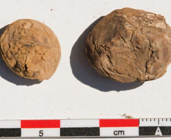 Freeze-dried potatoes (chuño) from Tambo Viejo, Peru.