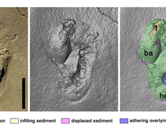 The footprints discovered on Crete