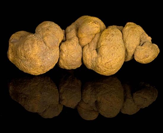 Prehistoric dinosaur dung, a.k.a. a coprolite. Source: Public domain