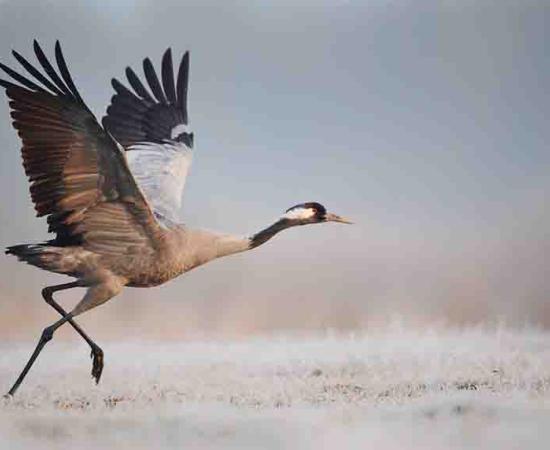 Giant Cranes Immortalized in Folklore Back In Ireland After 300 Years 