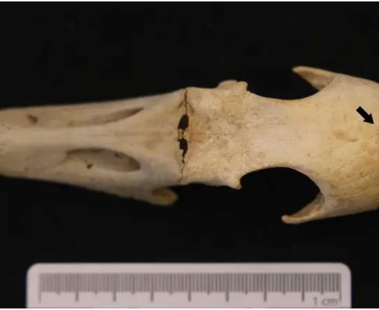 Cranium of Goose 2