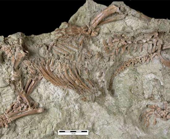 Fossil skeletal remains of the Adalatherium hui or the ‘crazy beast’, which was unearthed in Madagascar.       Source: (Marylou Stewart / Nature)