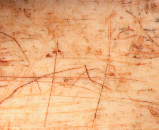 The Creswell Horsehead. Source: Trustees of the British Museum / CC by SA 4.0.