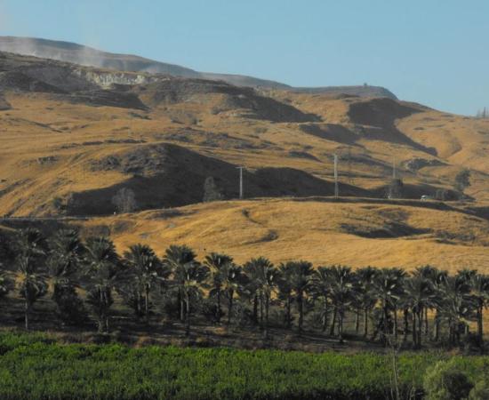 Date palms of kibbutz Gesher, Jordan Valley.