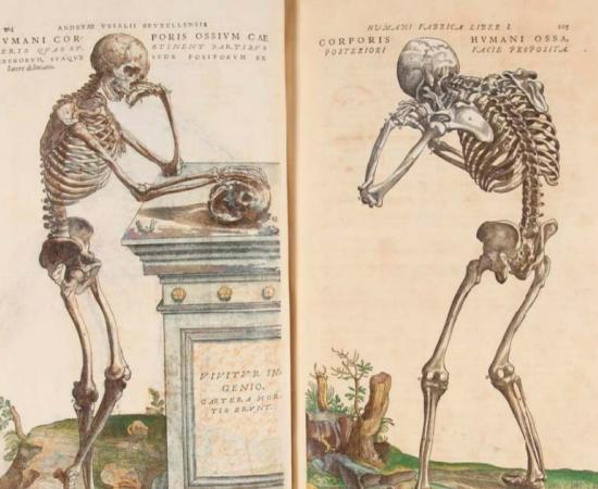 Image 111 of On the Fabric of the Human Body by Andreas Vesalius (Library of Congress)