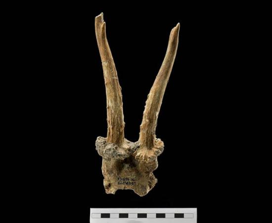 7,500-year-old roe deer skull headdress discovered at Eilsleben, Germany