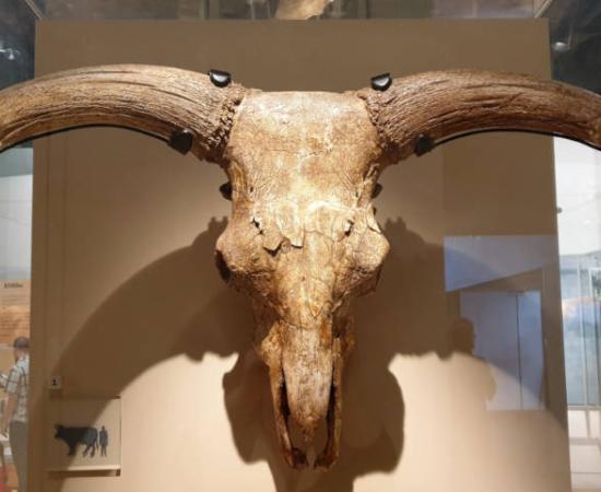 Horned auroch skull similar to those found in the Des-Cubierta cave.