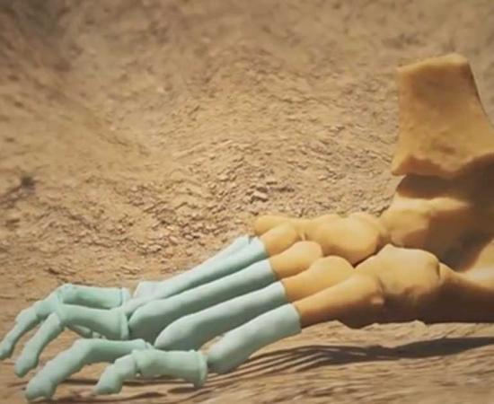 Model of the foot (with missing elements) of the Australopithecus afarensis Dikika child. 