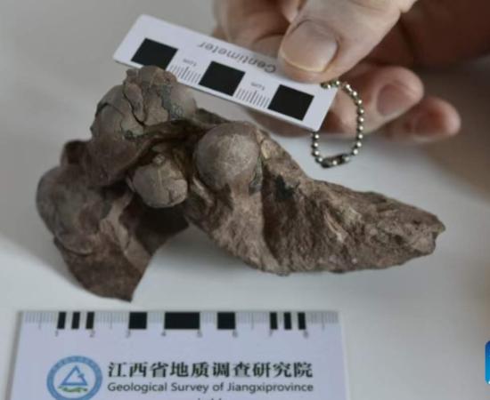 This photo shows the smallest dinosaur egg fossils discovered in the city of Ganzhou, east China's Jiangxi Province
