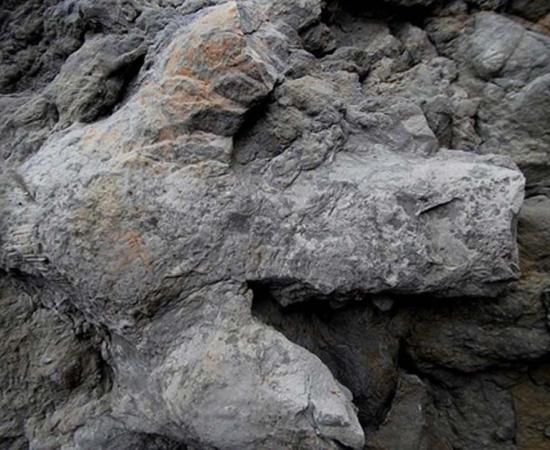 A large Iguanodontian footprint.