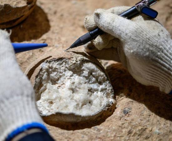 Scientist dissecting one of the Yunyang dinosaur eggs