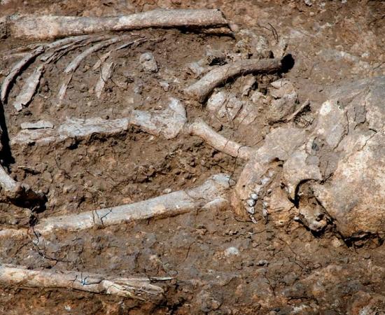 An ancient skeleton (representational). Source: Idanthyrs / Adobe Stock.