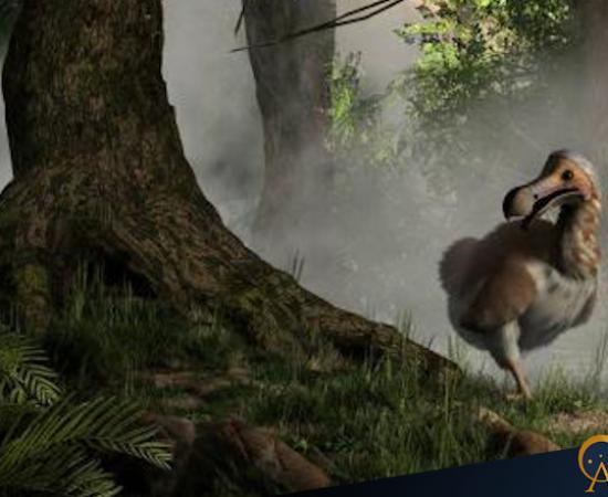 A now-extinct Dodo bird emerging from the mist.