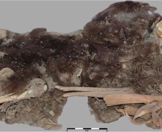 Mummified remains of a female dog from Rio Muerto, Peru.