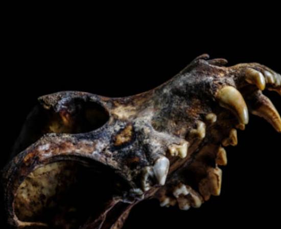 Ancient looking dog skull on black background.