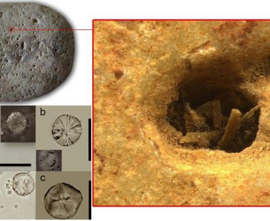 Cenchrinae starch granules from the Haua Fteah cave and from a modern variety; Cenchrinae is a type of grass used as food in Africa