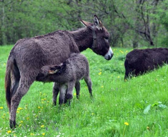 Donkey milk: Ancient elixir of life