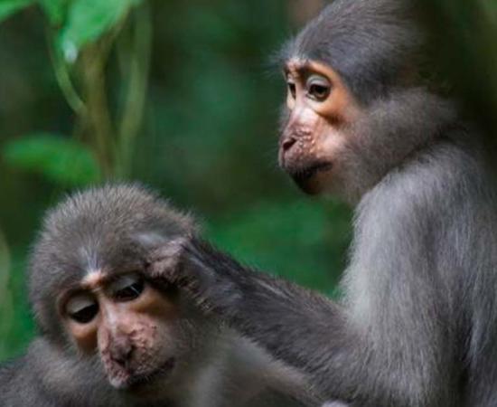 Dartmouth researchers report that apes and early humans evolved more flexible shoulders and elbows than monkeys, shown here, to safely get out of trees. Source: Luke Fannin, Dartmouth College/ Royal Society Open Science