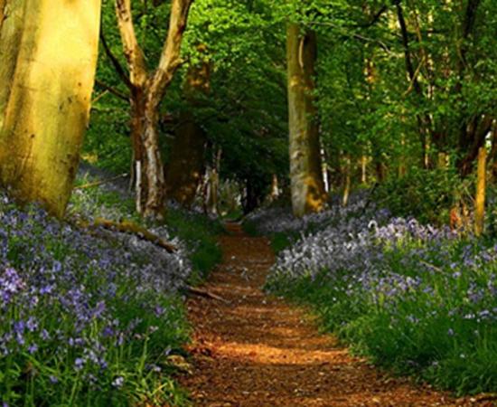 The Ridgeway in Grim's Ditch near Mongewel